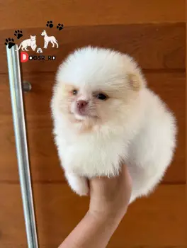 Pomerania calidad cara de oso hembra