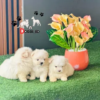 Maltipoo ambos sexos