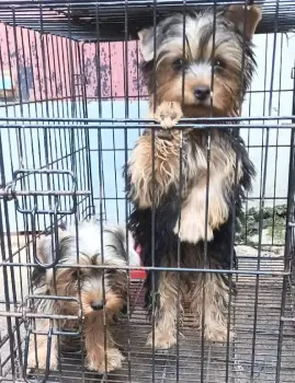 Cachorros yorkies  en santo domingo este