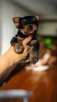 Oferta cachorro yorki macho en santo domingo con todo al dia