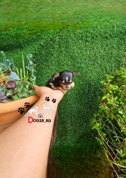 Chihuahua ambos sexos