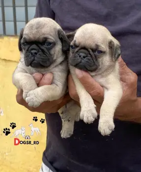 Pug ambos sexos