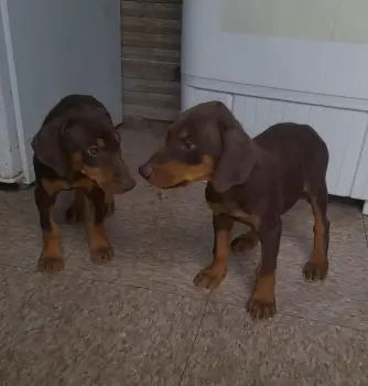 Oferta cachorro doberman ambos sexo en santo domingo vacunados