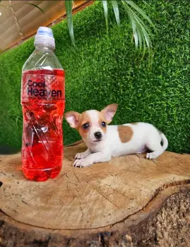 Oferta cachorro chihuahua macho en santo domingo vacuna al dia