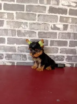 Oferta cachorro yorkie macho en santo domingo vacuna al dia