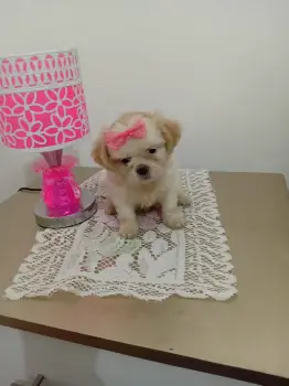 Oferta cachorro shipoo ambos sexo en santo domingo vacunados