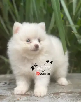 Pomerania macho