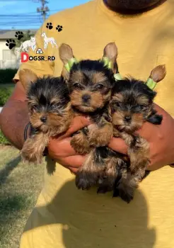 Yorkie ambos sexos