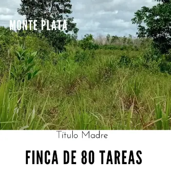 Finca de 80 tareas con vocación agrícola y ganadera en monte plata