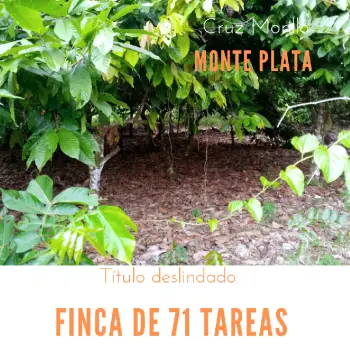 Finca de 71 tareas sembradas de cacao en monte plata