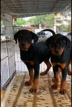 Oferta cachorro rottweiler macho con sus vacunas al dia en santo domin