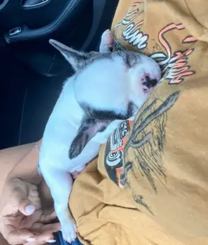 Oferta cachorro bulldog frances macho en santo domingo y vacuna al dia