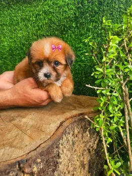 Oferta cachorro shipoo hembra en santo domingo y vacunado