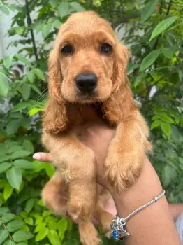 Oferta cachorro cocker spaniel hembra en santo domingo con su vacuna a