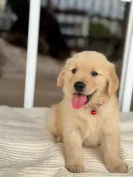Oferta cachorro golden retriever ambos sexo en santo domingo