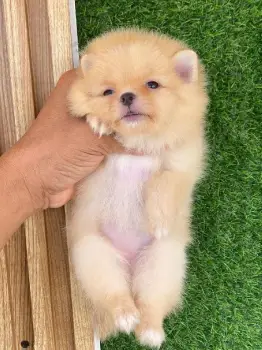 Oferta cachorro pomerania hembra en santiago y vacuna al dia