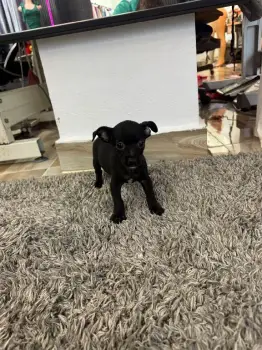 Oferta cachorro chihuahua macho en santo domingo con sus vacuna