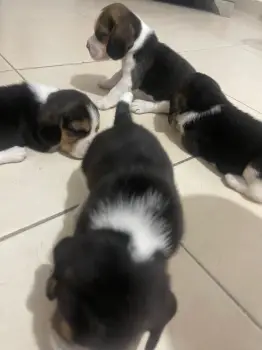 Oferta cachorro beagle ambos sexo en santo domingo y vacunado