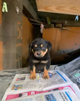 Oferta cachorro rottweiler macho con sus vacunas al dia en santo domin