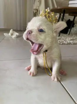 Oferta cachorro bulldog fraces fluffy ambos sexo en santo domingo y to