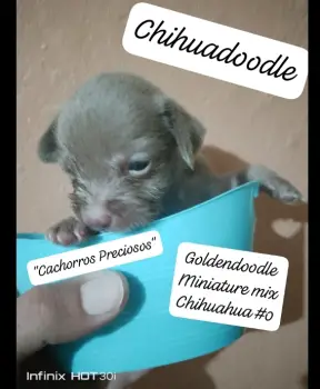 Chihuadoodle miniature