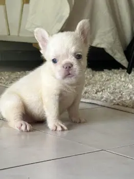 Bulldog frances fluffy frenchie hermosos cachorros