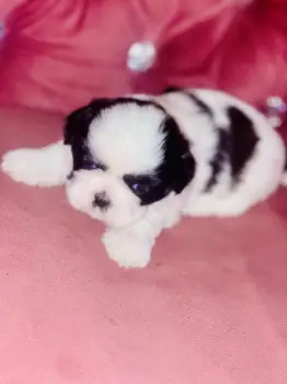 Perritos ???? shih tzu mini  en santo domingo este