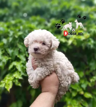 Poodle toy ambos sexos