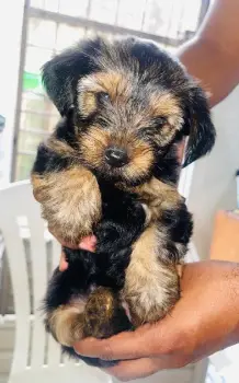 Yorkie mix con poodle