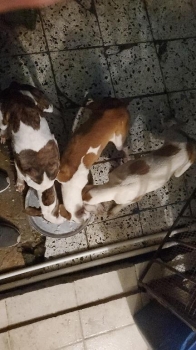 Cachorros  as ventas baratas 2