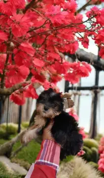 Oferta cachorro yorkie hembra en santo domingo y vacunada