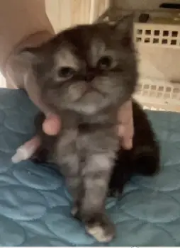 Gatitas persas azules grises oscuras