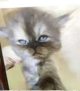 Gatitas persas azules grises oscuras