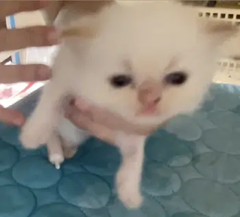 Gatito persa doll face himalayo flame point