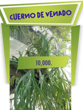 Cuerno de venado