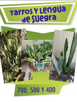 Tarros con lengua de suegra