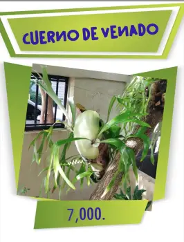 Cuerno de venado  7000