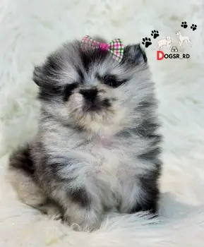 Pomerania merle hembra