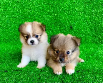 Mix pomerania ambos sexos