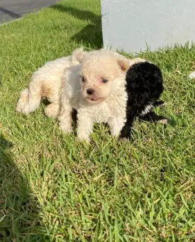 Maltipoo ambos sexos