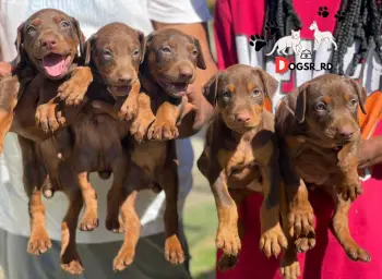 Doberman ambos sexos