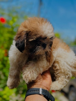 Shih tzu hembra