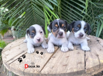 Jack russel ambos sexos