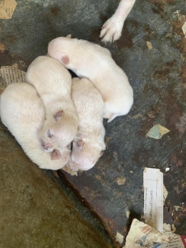 Pomerania cacchorros en la vega