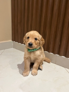 Cachorro golden retriever