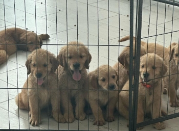 Cachorro golden retriever santiago de los caballeros