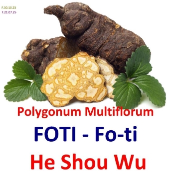Foti fo-ti he shou wu poligonium multiflorun polygonum planta de la me