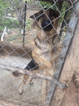 Pastor alemán en venta