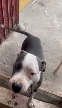 Oferta cachorro pitbull  ambos sexo en santo domingo y se entrega con