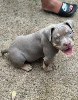 American bully ambos sexos